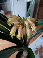 Clivia geelbloemig, Ophalen, Overige soorten, Halfschaduw, Minder dan 100 cm