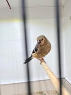 Goudvink mannen 2025 wildkleur, Mannelijk, Wildzangvogel, Geringd