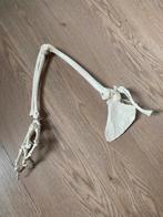 Anatomisch model bovenste ledematen, Diversen, Schoolbenodigdheden, Ophalen of Verzenden