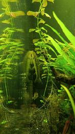 Chinese algeneten, Dieren en Toebehoren, Vissen | Aquariumvissen, Vis, Zoetwatervis