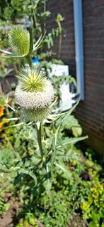 Kaardebol wit, Ophalen of Verzenden, Volle zon, Zaad