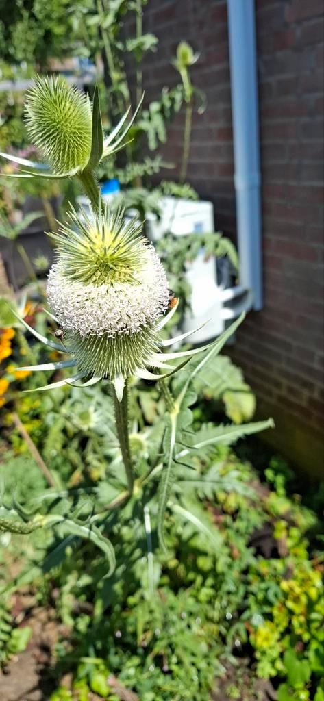 Kaardebol wit, Tuin en Terras, Bloembollen en Zaden, Zaad, Volle zon, Ophalen of Verzenden