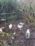 Groninger Meeuwen, Dieren en Toebehoren, Pluimvee, Meerdere dieren, Kip