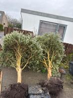 2 mooie olijfbomen te koop!, Bloeit niet, Ophalen of Verzenden, 100 tot 250 cm, Olijfboom