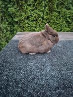 Prachtige kleurdwerg bruin ram, Dieren en Toebehoren, Konijnen, Mannelijk, Dwerg