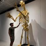 “Short Faced Bear” - Cave Bear Skeleton - Beer Skelet, Antiek en Kunst, Kunst | Beelden en Houtsnijwerken, Ophalen of Verzenden