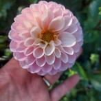 BIO zaden van dahlia mix uit eigen moestuin, Ophalen of Verzenden, Volle zon