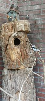 Rijstvogel, Dieren en Toebehoren, Mannelijk, Tropenvogel