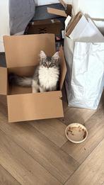 Pluis zoekt nieuw huis, Poes