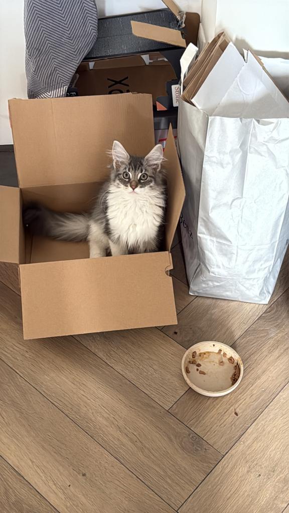 Pluis zoekt nieuw huis, Dieren en Toebehoren, Katten en Kittens | Overige Katten, Poes
