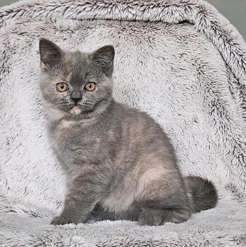 Brits korthaar kittens (poesjes) *mogen verhuizen*, Dieren en Toebehoren, Katten en Kittens | Raskatten | Korthaar, Meerdere dieren