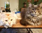 2 main coon herplaaters, Dieren en Toebehoren, Poes