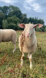 Fries melkschaap ram lammeren, Dieren en Toebehoren, Mannelijk, Schaap, 0 tot 2 jaar