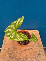 Cersestis Mirabilis p10 (3)