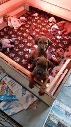 Rhodesian Ridgeback pups mogen het nest verlaten , 2 teefjes, Dieren en Toebehoren, CDV (hondenziekte), Overige rassen, 8 tot 15 weken