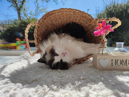 Lieve Ragdoll zoekt nieuw thuis, Dieren en Toebehoren, Katten en Kittens | Raskatten | Langhaar, Poes, 3 tot 5 jaar, Met stamboom