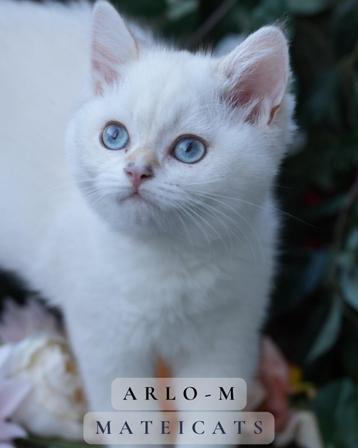 British Shorthair Gold Point beschikbaar voor biedingen