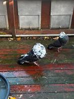 Kroppers 11 stuks, Dieren en Toebehoren, Vogels | Duiven, Meerdere dieren, Overige soorten