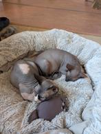 Sphynx Canadees kittens, Dieren en Toebehoren, Met stamboom