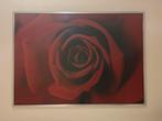 Schilderij Rode Roos met Chromen Lijst, Ophalen, 125 cm of meer, Zo goed als nieuw, Schilderij