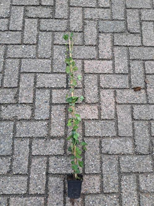 Hedera hibernica (klimop) 80 - 100 cm gestokt in een P9 pot, Tuin en Terras, Planten | Bomen, Ophalen