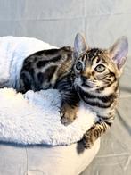 2 Bengal Kittens - Hoge Kwaliteit - EU Paspoort - Stamboom, Kater, Gechipt, 0 tot 2 jaar