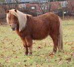 Te koop Super leuke mini Haflinger Shetlander ruin, Dieren en Toebehoren, Pony's, Ruin, A pony (tot 1.17m), Gechipt, 0 tot 2 jaar