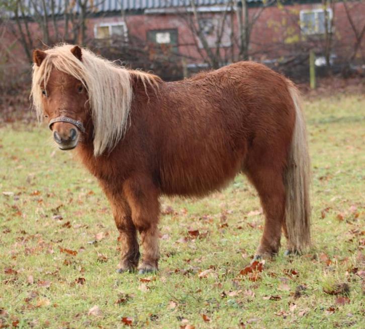 Te koop Super leuke mini Haflinger Shetlander ruin, Dieren en Toebehoren, Pony's, Ruin, A pony (tot 1.17m), 0 tot 2 jaar, Gechipt