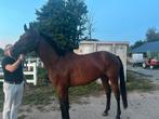 Super lief en getalenteerd 3 jarig springpaard te koop!, Dieren en Toebehoren, Paarden