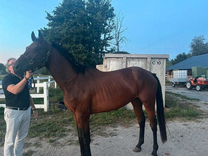 Super lief en getalenteerd 3 jarig springpaard te koop!, Dieren en Toebehoren, Paarden