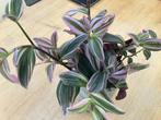 Tradescantia stekjes - Roze, Paars, Groen, Ophalen, Overige soorten, Halfschaduw, In pot