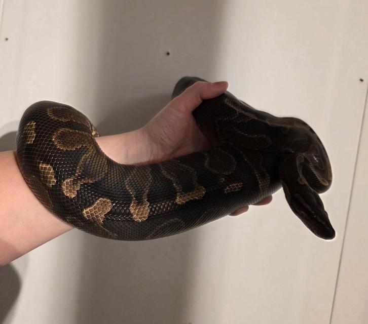 Python Regius (GHI Sable) 0.1