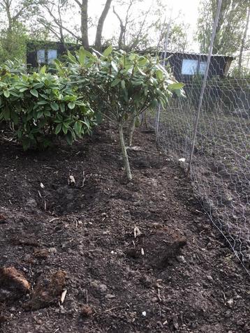 Rhododendron BOL OP STAM  ( Ponticum Roseum ) roze