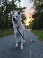 Witte Herder dekreu, Dieren en Toebehoren, Rabiës (hondsdolheid), Reu, 1 tot 2 jaar, Meerdere