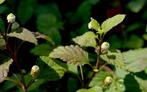 Aztheeks zoetkruid plantjes, Ophalen, Volle zon, Eenjarig, Kruiden