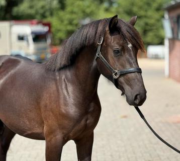 Zwartbruine Zemaitukas pony met allround mogelijkheden beschikbaar voor biedingen
