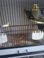 Valkparkieten te koop, Dieren en Toebehoren, Vogels | Parkieten en Papegaaien, Meerdere dieren, Parkiet, Geringd