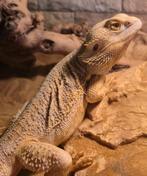 Baardagaam te koop, Dieren en Toebehoren, Reptielen en Amfibieën, Hagedis, Met terrarium, 3 tot 6 jaar