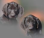 Duitse staande korthaar pups -pups duitse staande korthaar, Dieren en Toebehoren, Honden | Setters en Staande honden, CDV (hondenziekte)