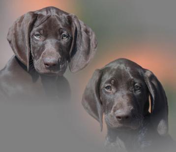 Duitse staande korthaar pups -pups duitse staande korthaar beschikbaar voor biedingen