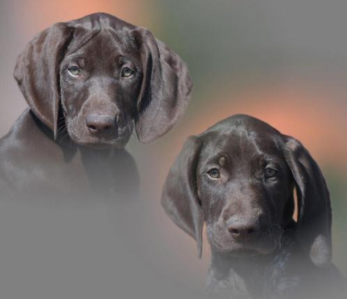 Duitse staande korthaar pups -pups duitse staande korthaar, Dieren en Toebehoren, Honden | Setters en Staande honden, Geslacht onbekend