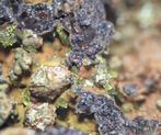 Pharmacosideriet - Hilarion Mine, Lavrion, Griekenland, Ophalen of Verzenden, Mineraal