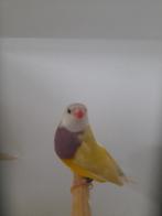 Gould amadine, Meerdere dieren, Geringd