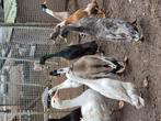Mooie verschillende indische loopeend loopeenden woerden, Dieren en Toebehoren, Pluimvee, Mannelijk, Eend