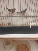 Tt dornastrildes enz, Dieren en Toebehoren, Meerdere dieren