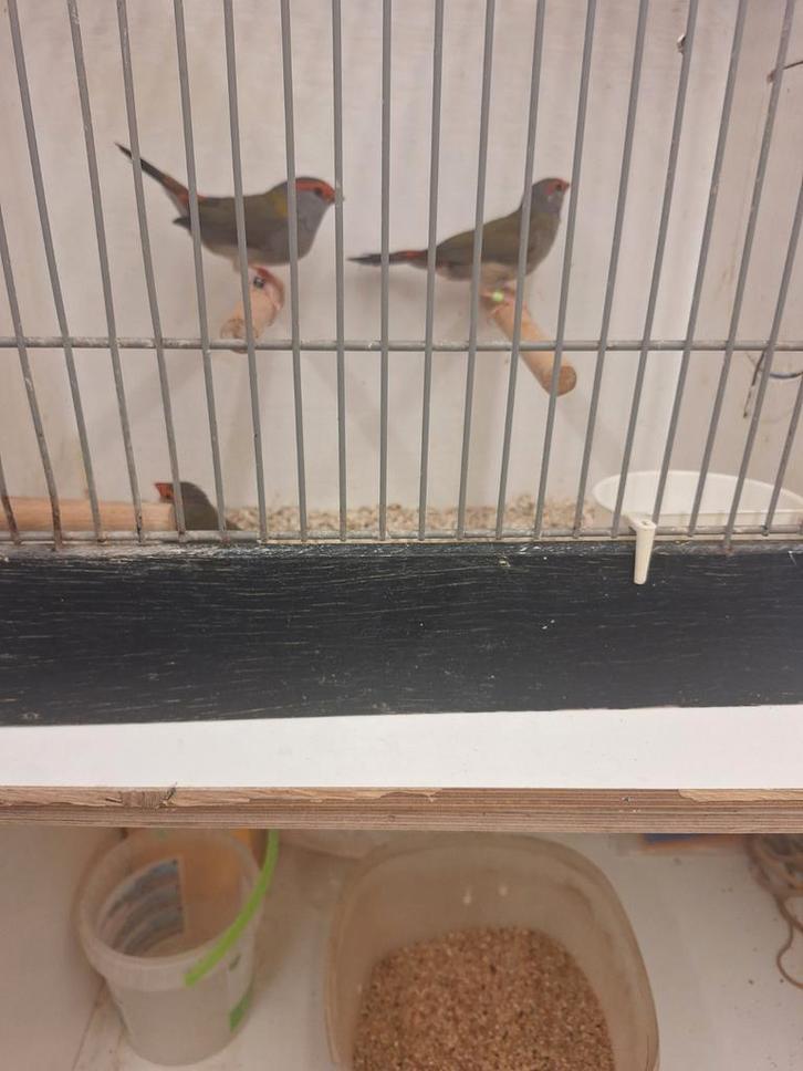 Tt dornastrildes enz, Dieren en Toebehoren, Vogels | Overige Vogels, Meerdere dieren