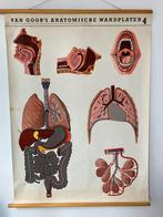 Schoolkaart Anatomische wandplaat IV, Antiek en Kunst, Natuur en Biologie, Ophalen of Verzenden
