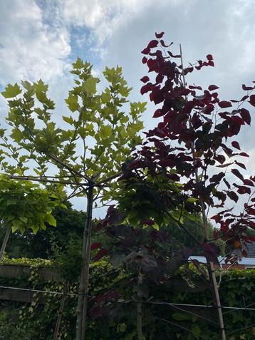 Leibomen-Leilinde-Leilaurier-Dakplataan-Dakamberbomen beschikbaar voor biedingen