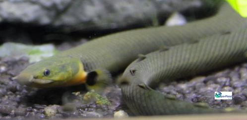 Wimpelaal, Dieren en Toebehoren, Vissen | Aquariumvissen, Zoetwatervis, Vis, Schoolvis