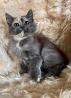 Noorse Boskat poesje, Dieren en Toebehoren, Katten en Kittens | Raskatten | Langhaar, Poes, Ontwormd, 0 tot 2 jaar